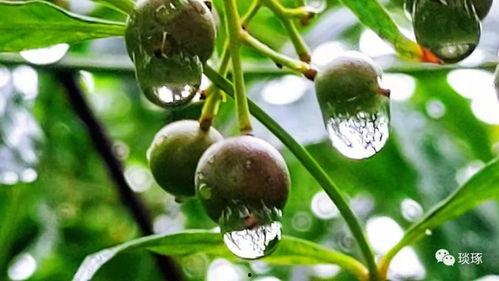 烟雨吃瓜短剧,短剧中的悬疑与温情