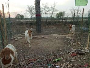 羊圈吃瓜大爆料,揭秘娱乐圈背后的惊人真相