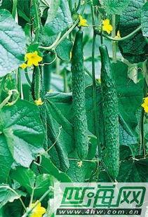 瓜叶可以吃,绿色餐桌上的健康之选