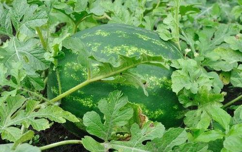 吃洋瓜有害吗,食用安全与潜在风险