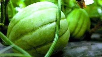 上海哪里吃雪瓜,探寻最佳雪瓜品尝地