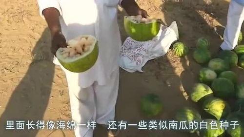 光遇星光沙漠吃瓜,揭秘光遇神秘事件