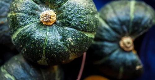 南瓜在吃瓜,探寻美食与休闲的完美融合